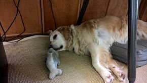 Unser Bürohund "Elli" mit ihrem Delfin Unser Bürohund "Elli" mit ihrem Delfin