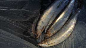 Ein paar der Heringe die Florian mit den Kindern seziert Ein paar der Heringe die Florian mit den Kindern seziert