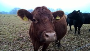 Eine schöne (und sehr schwangere) Kuh auf dem Biobauernhof Eine schöne (und sehr schwangere) Kuh auf dem Biobauernhof