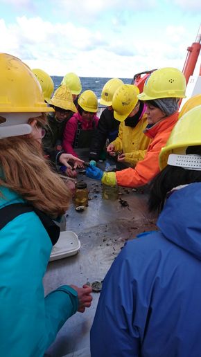 Bestimmen der Arten bei der Dredgeprobe Bestimmen der Arten bei der Dredgeprobe